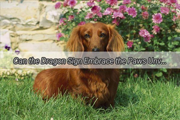 Can the Dragon Sign Embrace the Paws Unveiling the Trend of Dragon Tattoos with Canine Inspirations